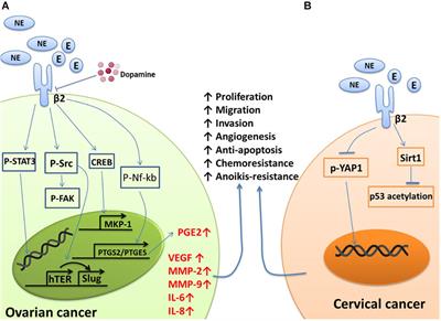 Stress Hormones: Emerging Targets in Gynecological Cancers